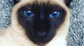 Applying psychology to web design