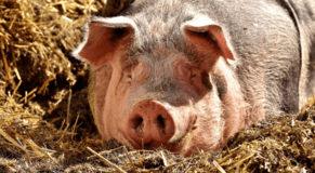 Does it pay to outsource your marketing function?