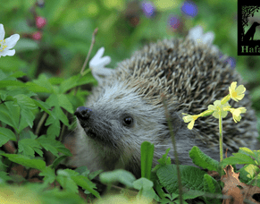 Escape, unwind &amp; maybe meet a hedgehog at Hafannedd!