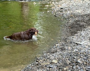 It&#039;s a dog-walking haven around Hafannedd (for you too!)