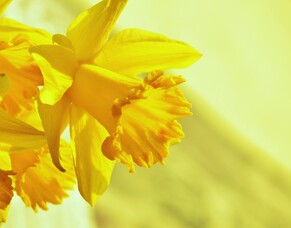 This is a Narcissus - not to be confused with a Narcissist