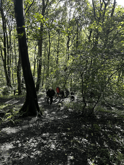 DBN Wag & Walk through Beamish Woods