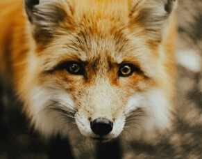 A Fox(tons) in the headlights...