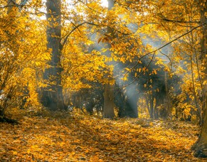 World Mental Health Day 2023