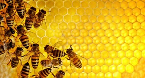 Company & Commercial