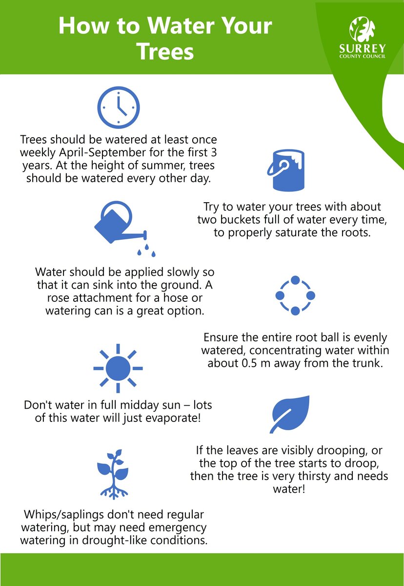 Watering guidelines for newly planted trees around the village