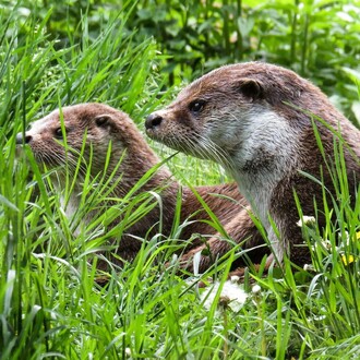Two otters within a grassy habitat