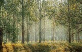 Woodland scene with trees and dabbled sunlight