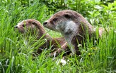 Two otters within a grassland environment