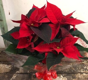 Gift Wrapped Poinsettia - SOLD OUT