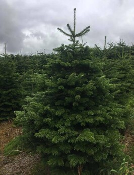 Christmas trees in Consett