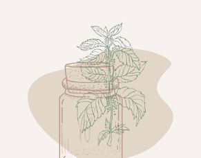 What is Herbal Medicine?