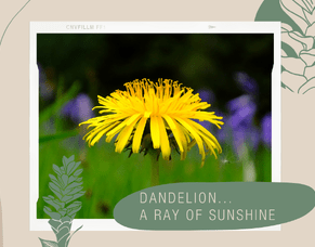 Herb of the month - Dandelion