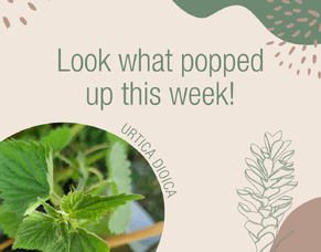 Urtica Dioica - Stinging nettle