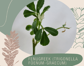 Fenugreek (Trigonella foenum-graecum)