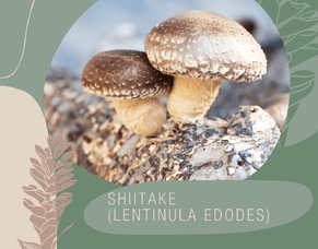 Shiitake (Lentinula edodes) - &ldquo;known as the fragrant mushroom&rdquo;