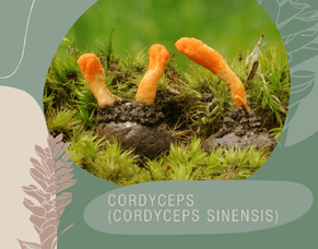 Cordyceps (Cordyceps sinensis) - known as the &ldquo;Caterpillar fungus&rdquo;