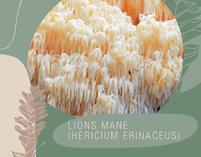Medicinal Mushrooms - Lion&rsquo;s Mane (Hericium erinaceus)