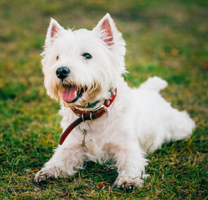 Kennels and Cattery | High Heyes Farm