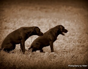 Flight of the Easterling