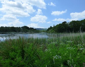 Our little flight pond
