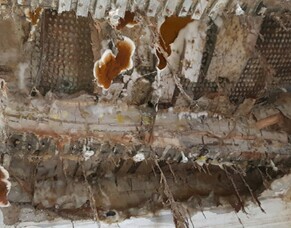 Dry Rot at its destructive best