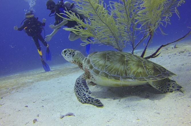 dive-bunnies-what-is-a-safety-stop-in-diving