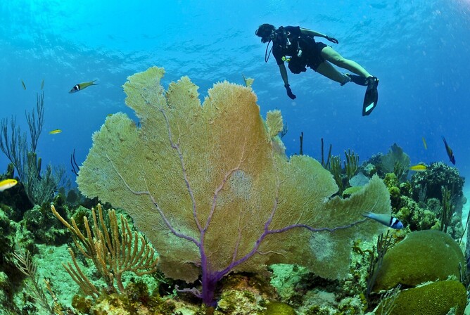 Dive Bunnies  Why You Should Care About Coral Bleaching