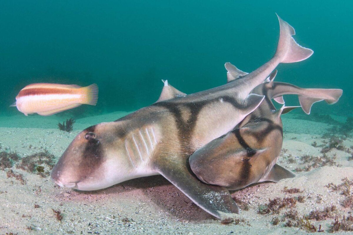 Male diver x female shark