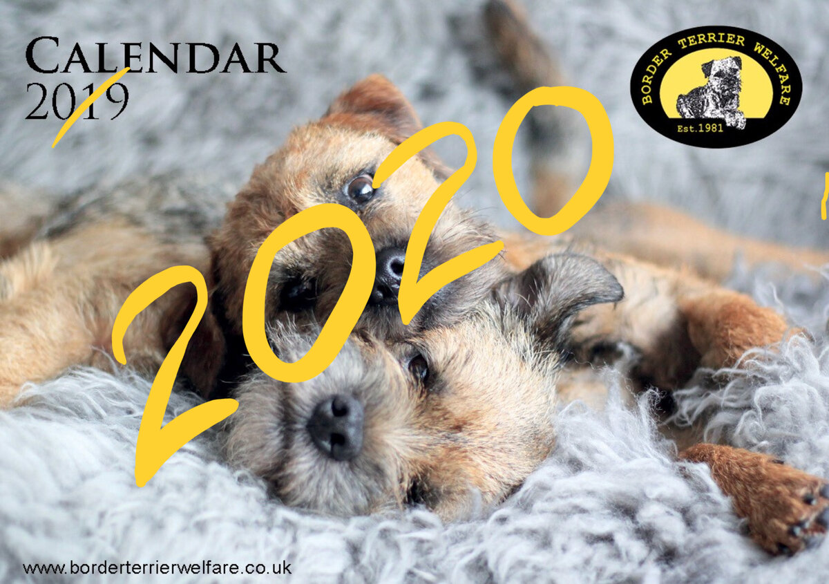 Border Terrier Welfare 2020 Calendar - Photocall | Border Terrier Welfare