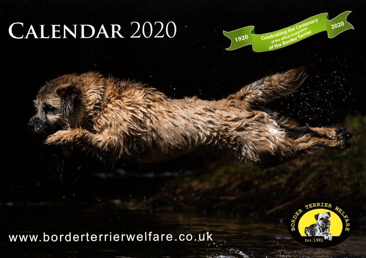 Border Terrier Welfare 2020 Calendar now available Border Terrier