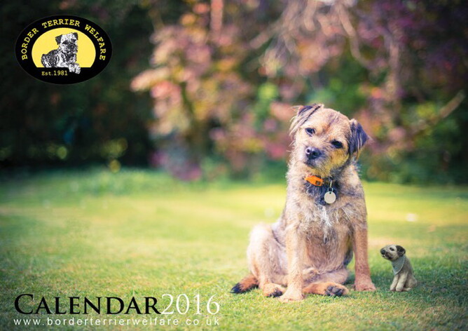 Border Terrier Welfare 2016 Calendar - Selling fast | Border Terrier