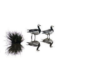 Discipelschap dicht bij huis