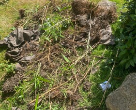 Bamboo eradication Devon