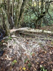 Hedge laying course with Devon Rural Skills Trust