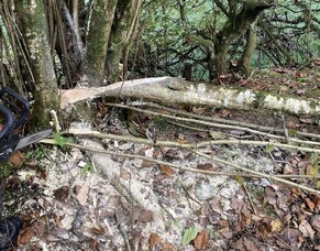 Hedge laying course with Devon Rural Skills Trust