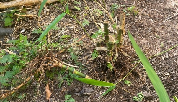 Bamboo Removal in Devon  Invasive Plant Control &amp; Grounds Maintenance