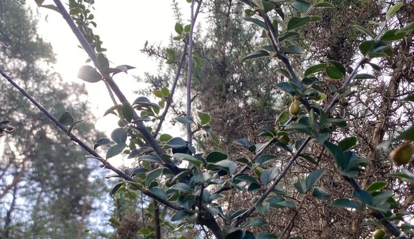 Invasive Species Control at a Dorset Nature Reserve: Daily Field Notes from Sherlock’s Tree & Countryside Services