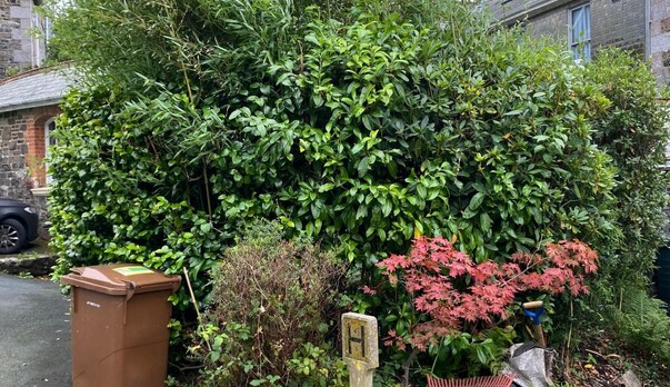 Bamboo eradication in Ivybridge