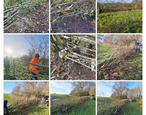 Learning the Craft: Devon &amp; Somerset Hedge Laying with the Devon Rural Skills Trust