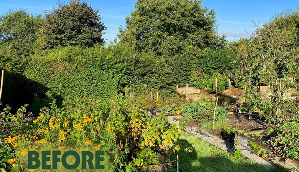 Hedge trim/reduction and Field Maple ball trim in Ivybridge