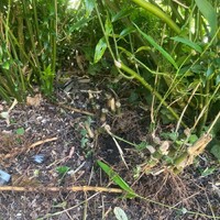 Invasive plant specialists Ivybridge