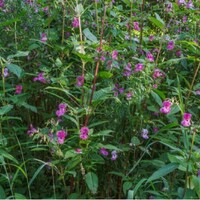 Invasive plant management Ivybridge