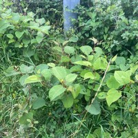 Invasive species management Devon