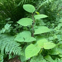 invasive plant management Plymouth