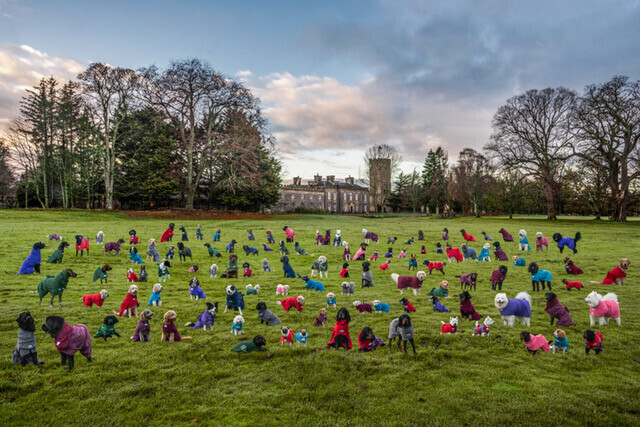 DogRobes - Dogs in DogRobes, made in Britain