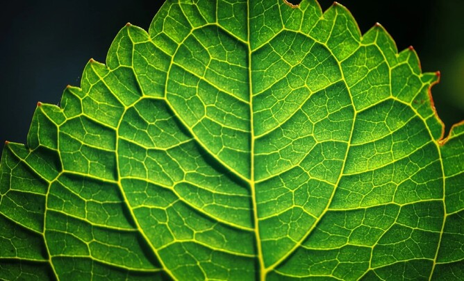 Biological Materials