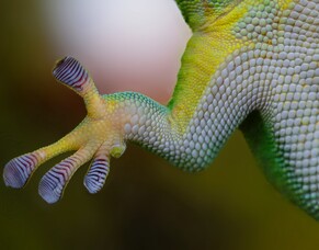 10 Tips for Having Great Ideas - #8 Imitate Nature