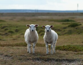 How to find and remove duplicates in MongoDB