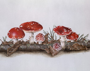 Upcoming Shows &amp; Christmas Fairs 2023